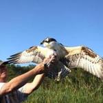 Rob Bierregaard prepares to release a banded juvenile male osprey last month.